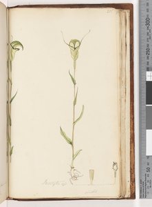 Seite 215. Pterostylis op / viridis von Unknown artist