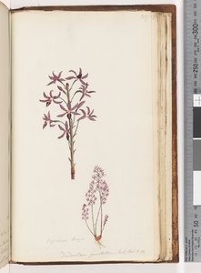 Seite 217. Dipodium Brown / Dendrobium punctatum. Exot. Bot. t. 12. Hyazinthen-Orchidee von Unknown artist