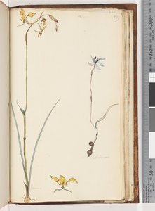 Seite 219. Caladenia / Diuris zwei Pflanzen