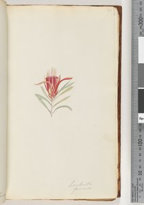 Seite 21. Lambertia formosa / Bergteufel
