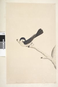 Seite 21. Musciopa. über dem Titel in anderer Hand Juni. Natürliche Größe Unruhiger Fliegenschnäpper Myragra inquieta Seisura inquieta, 1791-92