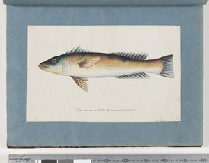 Seite 21. Unidentifizierter Fisch von Unknown artist