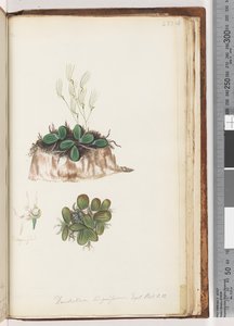 Seite 223. Dendrobium linguiforme Exot. Bot. t. 11 Zungenorchidee von Unknown artist