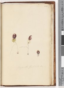 Seite 226. Corysanthes fimbriata Br / Fransenhelm-Orchidee von Unknown artist