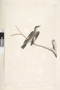 Seite 23. Mai, natürliche Größe, Iris & Zunge zweifelhaft Brauner Baumkletterer Climacterus picumnus, 1791-92