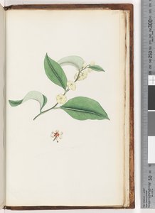 Seite 250. Unbenannter Baum