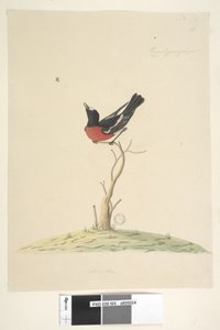 Seite 25. Car,ral,gar,yei,sar, natürliche Größe Scharlachroter Robin, männlich Petroica multicolor, N.S.W., 1791-92