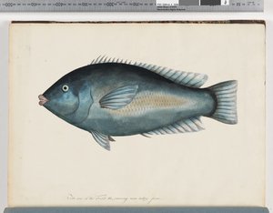 Seite 26. Unidentifizierter Fisch von Unknown