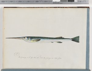 Seite 27. Unidentifizierter Fisch von Unknown artist