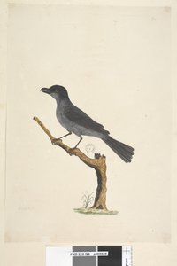 Seite 29. Amsel Norfolk-Insel-Amsel? Aplonis fuscus, Männchen, 1791-92