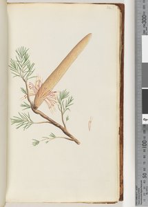 Seite 32. Pflanze, Banksia ericifolia
