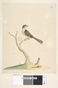 Seite 32. Unidentifiziert Juli, natürliche Größe. Für Notizen zu Versuchen, diesen Vogel zu identifizieren, siehe Hindwood, K. A. Die Sydney-Vogelmalereien im Australian Zoologist, Bd. XIII, Teil 2, August 1965, S. 86
