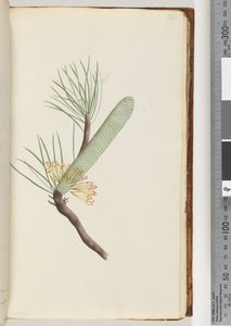 Seite 33. Pflanze, Banksia spinulosa
