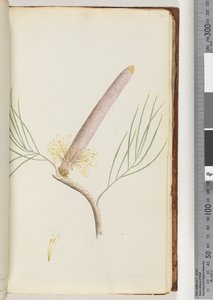 Seite 34. Eine Banksia