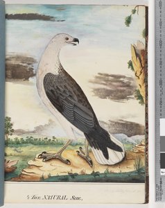 Seite 34. Weißbrustseeadler Verwandt mit dem Achselfalken von Unknown artist