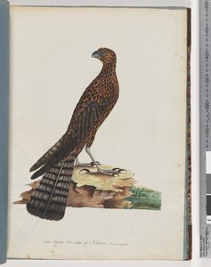 Seite 36. Roter Habicht. Strahlender Falke von Unknown artist