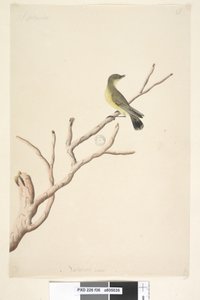 Seite 36. September. Natürliche Größe. Gelbdornschwanz Acanthiza nana