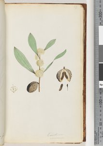 Seite 37. Conchium nervosum