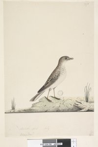 Seite 38. Alundu? oben in anderer Handschrift Natürliche Größe, Juli Pieper Anthus australis, 1791-92 von Unknown artist