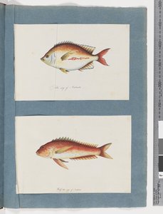 Seite 3. Unidentifizierter Fisch 4. Unidentifizierter Fisch von Unknown artist