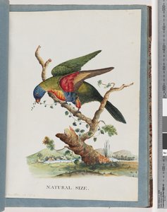 Seite 40. Regenbogenlori. Ps. Haematodus. Rotbrüstiger oder Blaugebäuchiger Papagei von Unknown artist