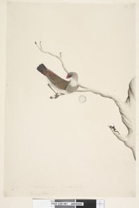 Seite 41. Fringilla. über dem Titel in anderer Hand Juni. Natürliche Größe. Iris zweifelhaft Diamantfeuerschwanz Stagonopleura guttata, unreif, 1791-92