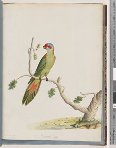 Seite 41. Moschus-Lorikeet