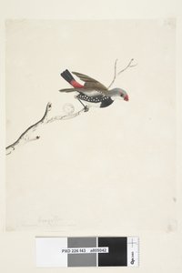Seite 43. Fringilla. unter dem Titel in anderer Hand Februar. Natürliche Größe Diamantfeuerschwanz Stagonopleura guttata, 1791-92