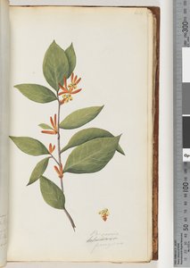 Seite 44. Persoonia / Schraderia ferruginea von Unknown artist