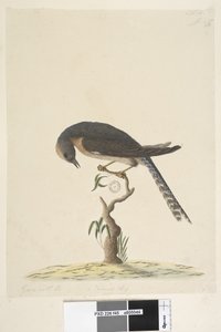 Seite 45. Natürliche Größe. oben rechts in anderer Hand A unten links Geht mit B, d.h. f.44 Fächerschwanzkuckuck Cacomantis pyrrhophanus, 1791-92