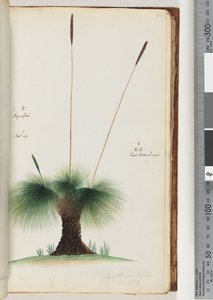 Seite 45. Xanthorrhoea Hastile Grasbaum vergrößert. Natürliche Größe. Samen natürliche Größe