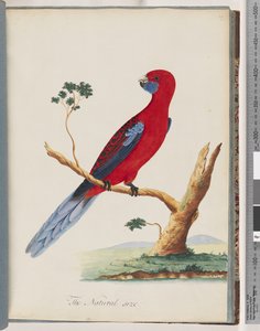 Seite 46. Scharlachroter Rosella. Pennantsittich