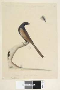 Seite 47. Centropus. unten mittig in anderer Hand Dieser Vogel ist etwa so groß wie der englische Fasan. Gezeichnet 1/3 der natürlichen Größe. Fasanenkuh Centropus phasianinus, 1791-92