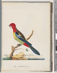 Seite 47. Östliche Rosella. Nonpareil-Sittich