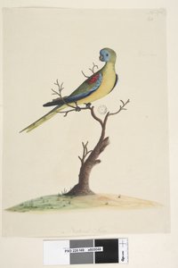 Seite 49. War,ran. unten mittig in anderer Hand Natürliche Größe. Türkisfarbener Papagei Neophema pulchella, männlich, 1791-92