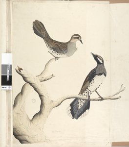 Seite 4. Turdus. in anderer Handschrift gezeichnet in natürlicher Größe, da es die einzigen beiden ihrer Art sind, die bisher in der Kolonie gesehen wurden, Juni 1792 Spotted Quail Thrush Cinclosoma punctatum