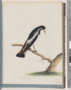 Seite 50. Elsterlerche. Corvus cyanoleucos