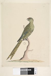 Seite 50. Dies ist ein Bodensittich und geht nie oder sehr selten auf einen Baum. unten in der Mitte in anderer Hand Natürliche Größe. Bodensittich Pezoporus wallicus, 1791-92