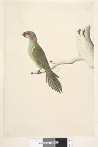 Seite 52. Natürliche Größe Moschuslorikeet Glossopsitta concinna, 1791-92