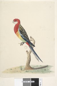 Seite 53. Corella. Natürliche Größe Östlicher Rosella Platycercus eximius, 1791-92