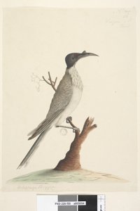 Seite 55. Wer,gan oder der Mönch. unten links in anderer Handschrift Meliphaga Phrygia. unten in dritter Handschrift Natürliche Größe Lärmvogel Philemon corniculatus, 1791-92