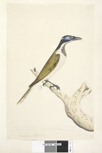 Seite 56. Melephahu Cyanops. Natürliche Größe. Die äußeren und mittleren Zehen sind bis zum ersten Gelenk verbunden. Keine Federn wachsen auf dem blauen Teil des Kopfes