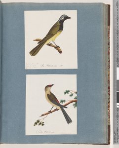 Seite 56. Unidentifizierter Vogel. Turdus leucotis. 57. Rotbrauenfink. Turdus neu