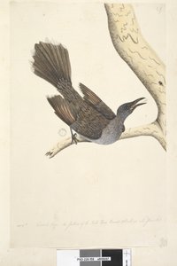 Seite 58. Okt. Natürliche Größe, die Federn des Halses, Kopfes, der Brust und des Rückens sind alle spitz. Pinselwattle Vogel Anthochaera chrysoptera, 1791-92