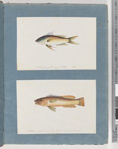 Seite 5. Unidentifizierter Fisch 6. Unidentifizierter Fisch von Unknown artist