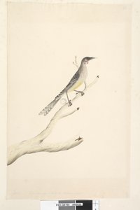 Seite 60. Juni. Reduziert auf die Hälfte der natürlichen Größe Rotwattler Anthochaera carunculata, 1791-92