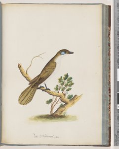Seite 61. Blaugesicht-Honigfresser. Turdus cyanoris. Blauwangendrossel
