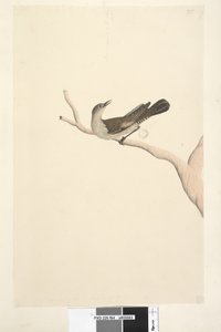 Seite 64. Natürliche Größe. Iris zweifelhaft. Iris soll strohfarben sein Brauner Baumkletterer Climacteris picumnus, 1791-92