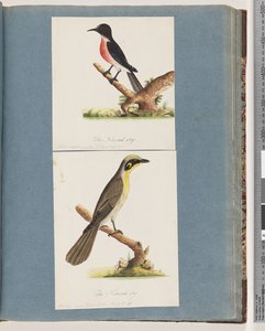 Seite 64. Scharlachroter Robin. Musca crythrogastra. 65. Gelbbüschel-Honigfresser. Muscicapa novae Hollandiae