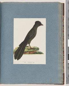 Seite 67. Unbekannter Vogel. Möglicherweise ein neuer Lanius oder Muscicapa von Unknown artist